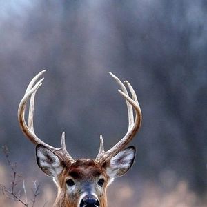 Meet your Posher, Pat